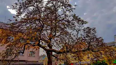 Адамове дерево в Ужгороді