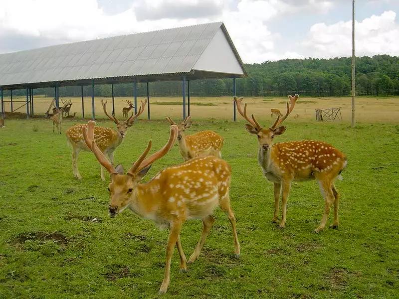 Оленяча ферма