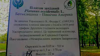 Платан Західний в Ужгороді