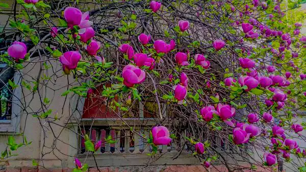 Цветение магнолий в Ужгороде