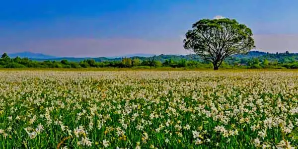 Долина нарцисів Долина нарцисів