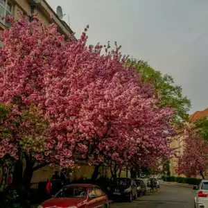 пішохідна екскурсія ужгород