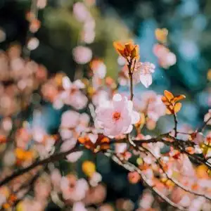 ужгород в сакурах