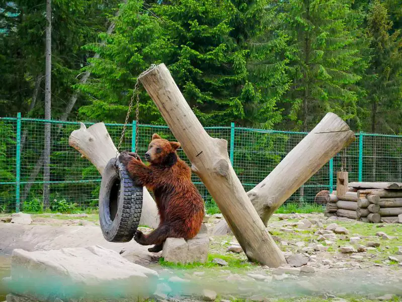 Реабілітаційний центр бурого ведмедя