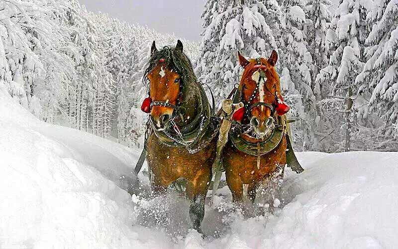 Їзда на конях