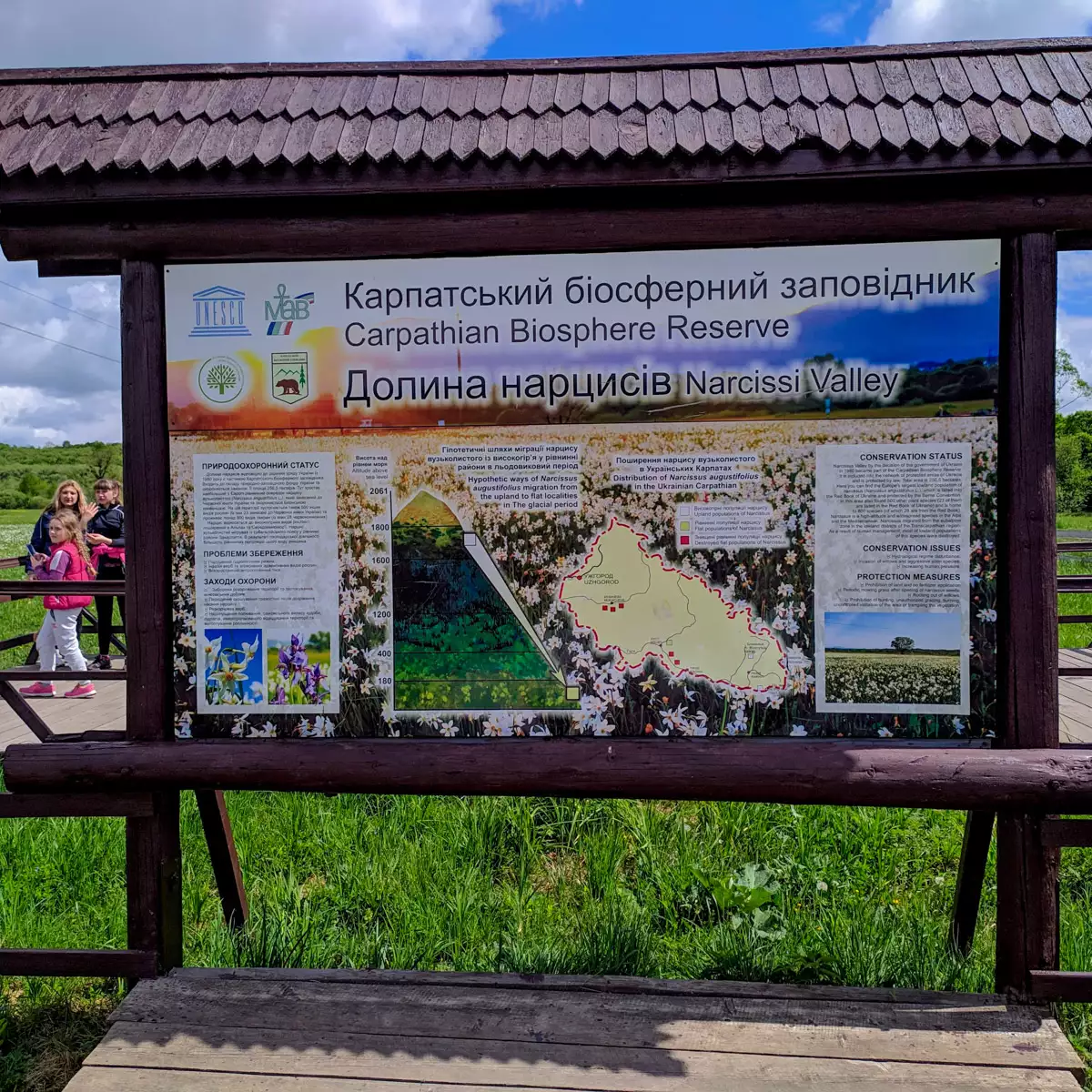 2019-05-02 Долина нарцисів – багатство Закарпаття біля міста Хуст