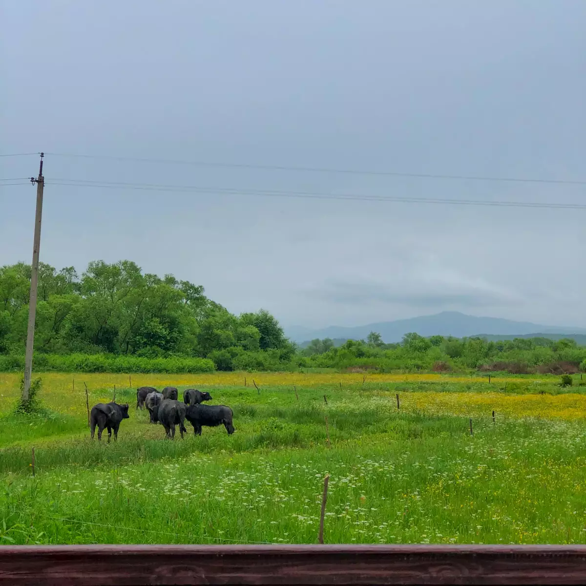 Долина нарцисів