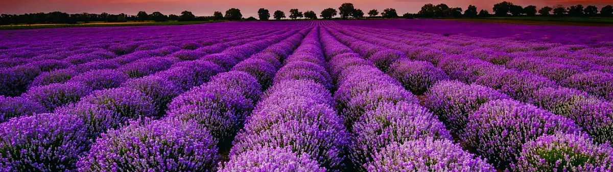 Лавандова гора