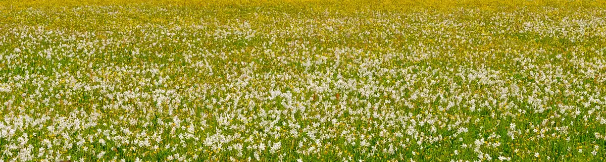 Долина нарцисів