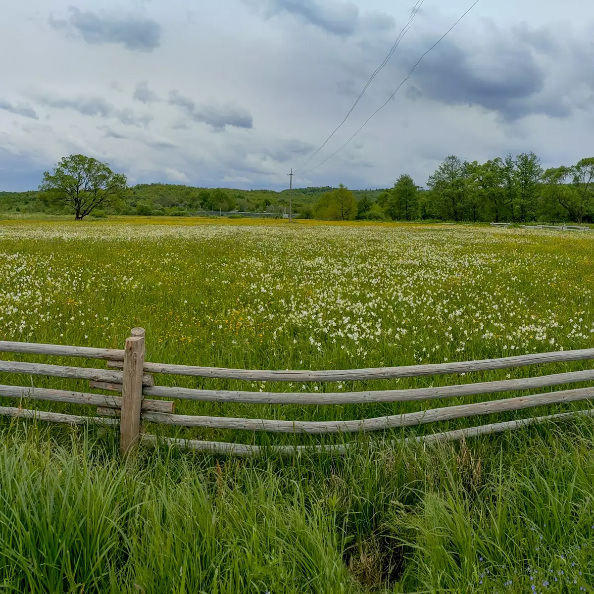 Долина нарцисів