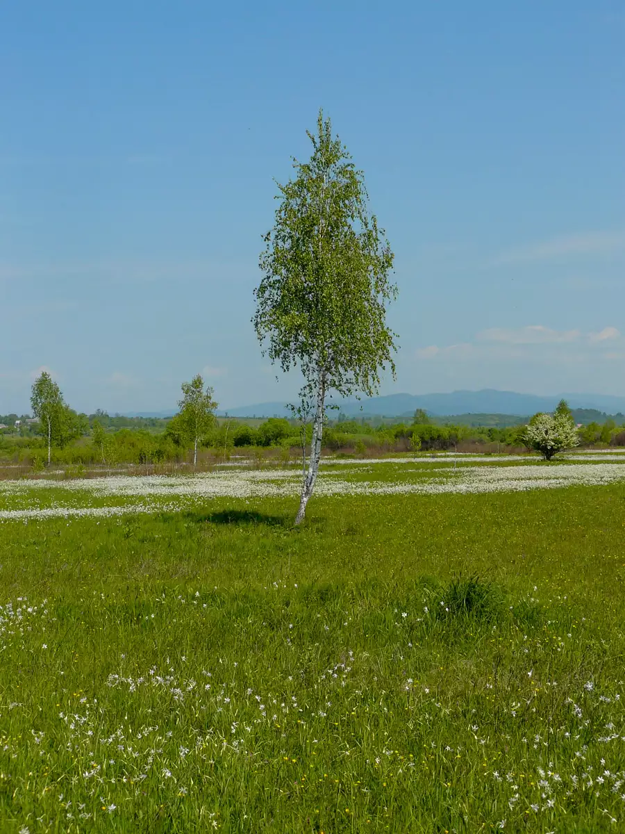 Долина нарцисів