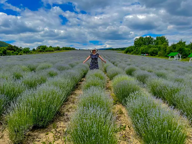 Лавандова гора