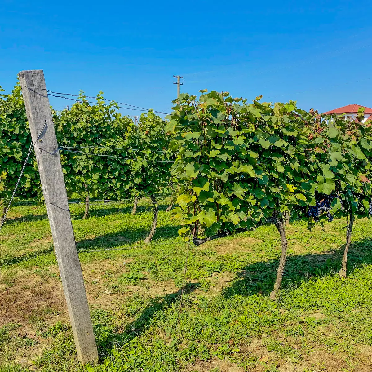 Будинок дегустацій – Шато Чизай