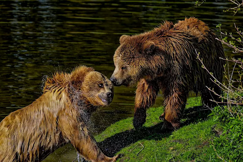 Бурі ведмеді біля озера