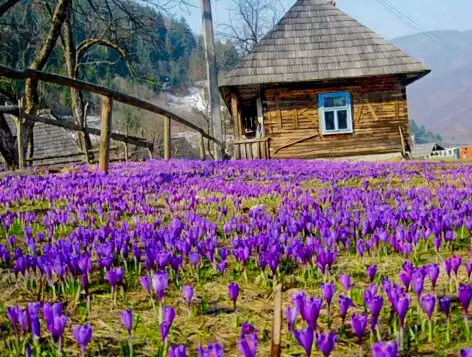 Долина шафранів в Колочаві
