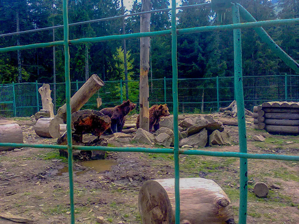 Центр реабілітації для бурих ведмедів