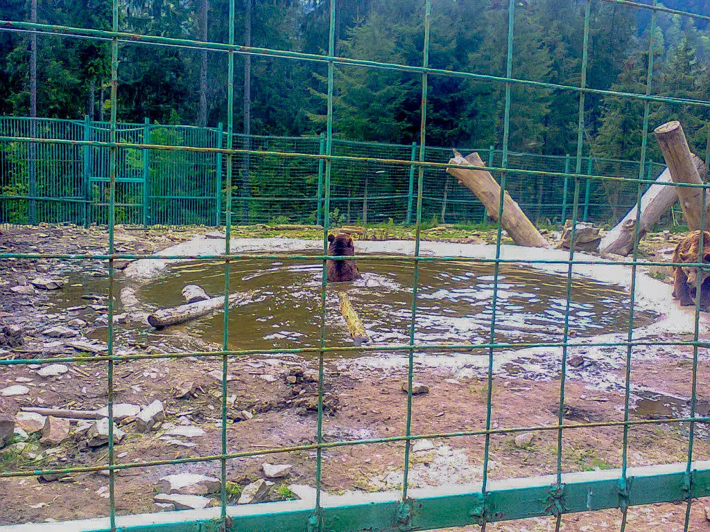 Гетто для ведмедів