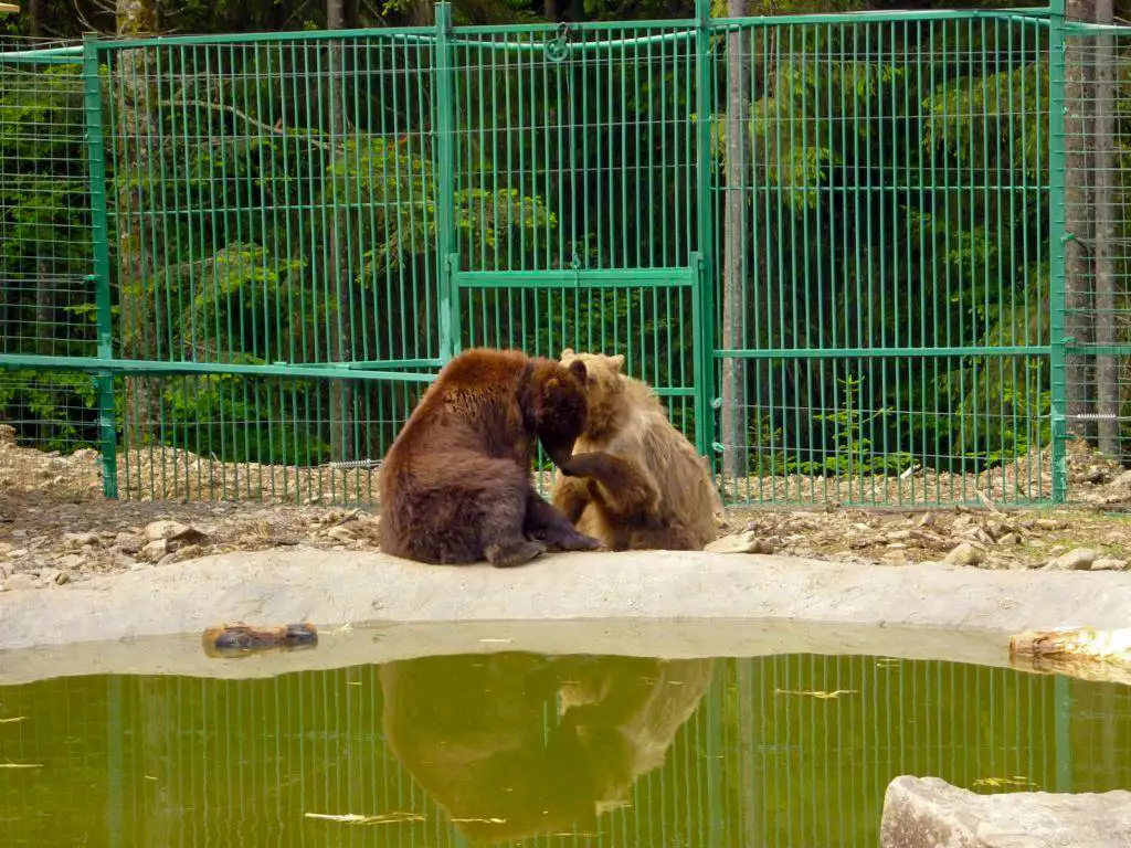Ведмеді на побаченні