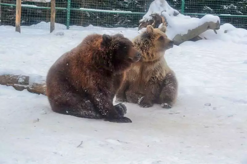 Ведмеді в реабілітаційному центрі