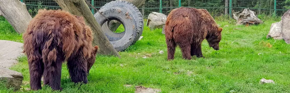 Реабілітаційний центр бурого ведмедя
