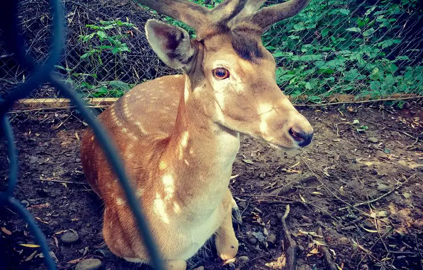 Санаторий «Квитка Полонины»