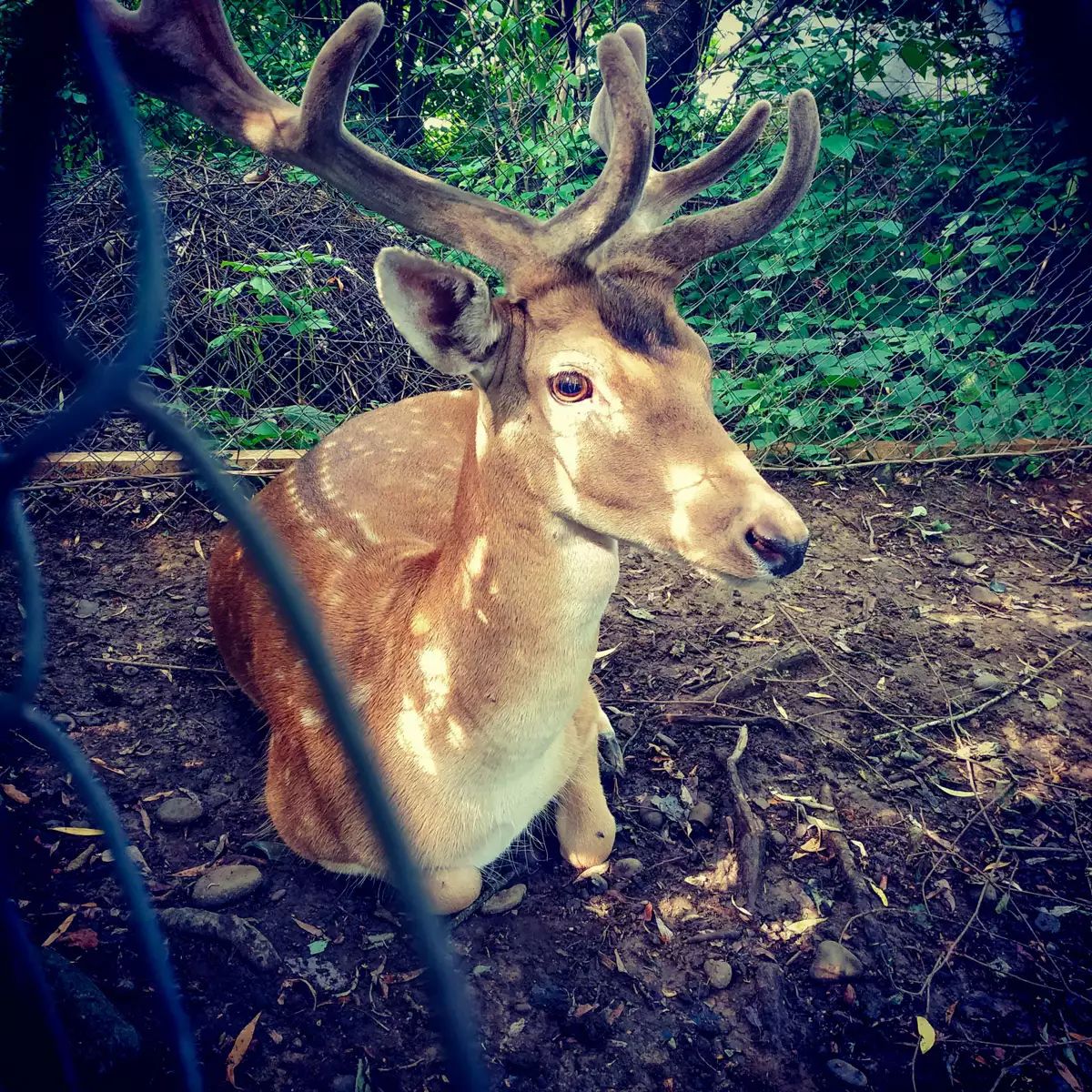 Sanatorium “Kvitka Polonyny”