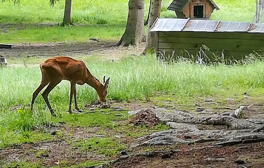 Санаторий «Карпаты»