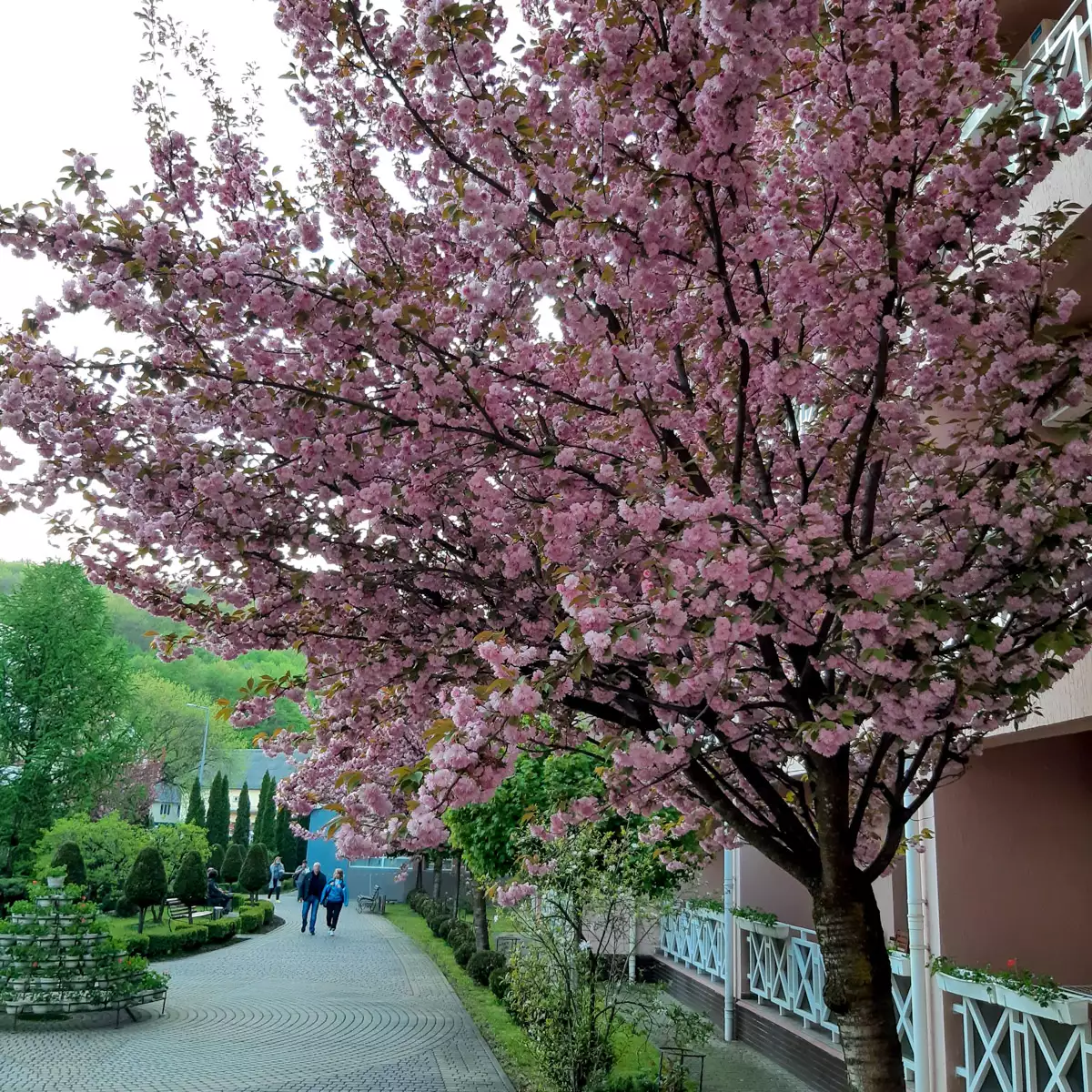 Санаторій «Сонячна Долина»