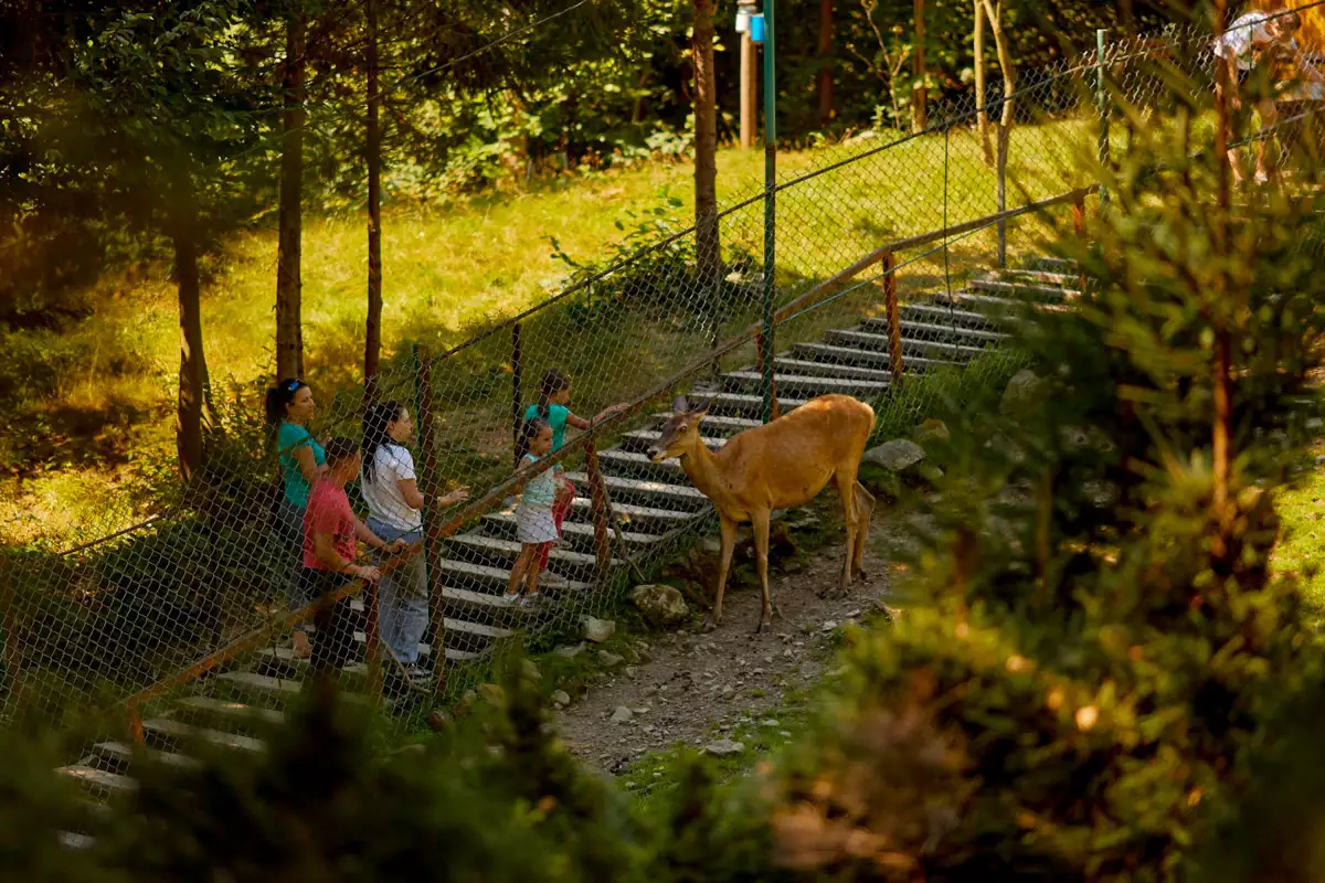 Готель «Ведмежа гора»