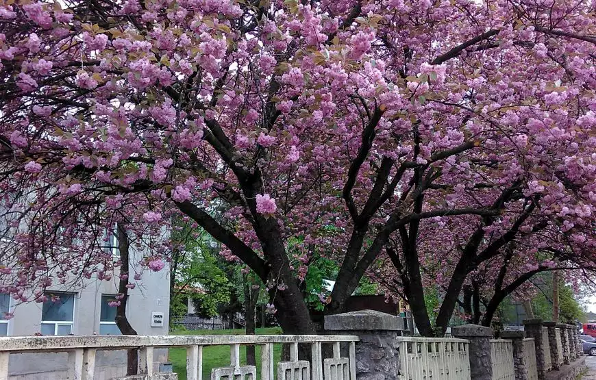 Санаторий «Поляна»