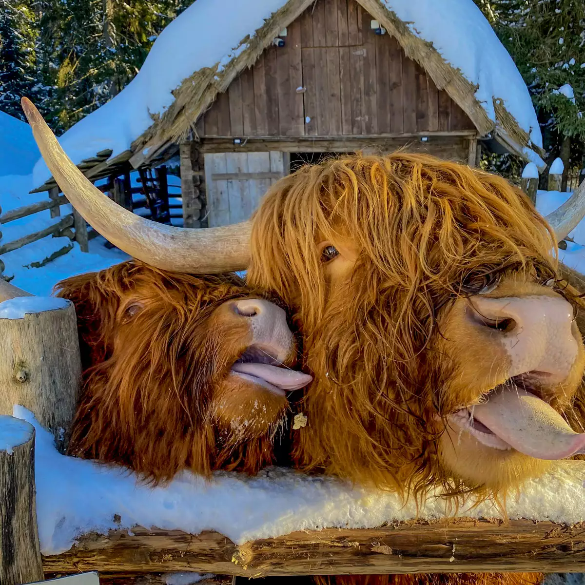 Gasthaus “Babin Bograch”