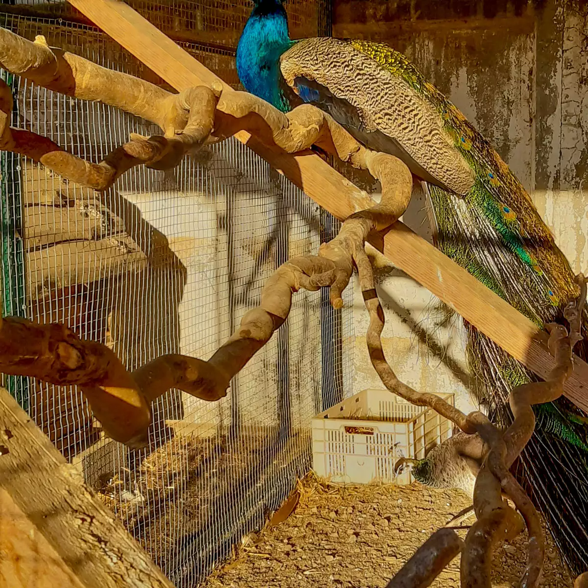 Покровський чоловічий монастир