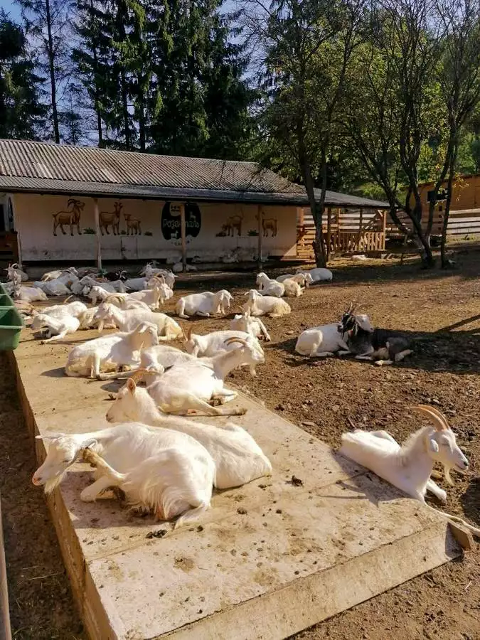 Еко-садиба «Васкул»