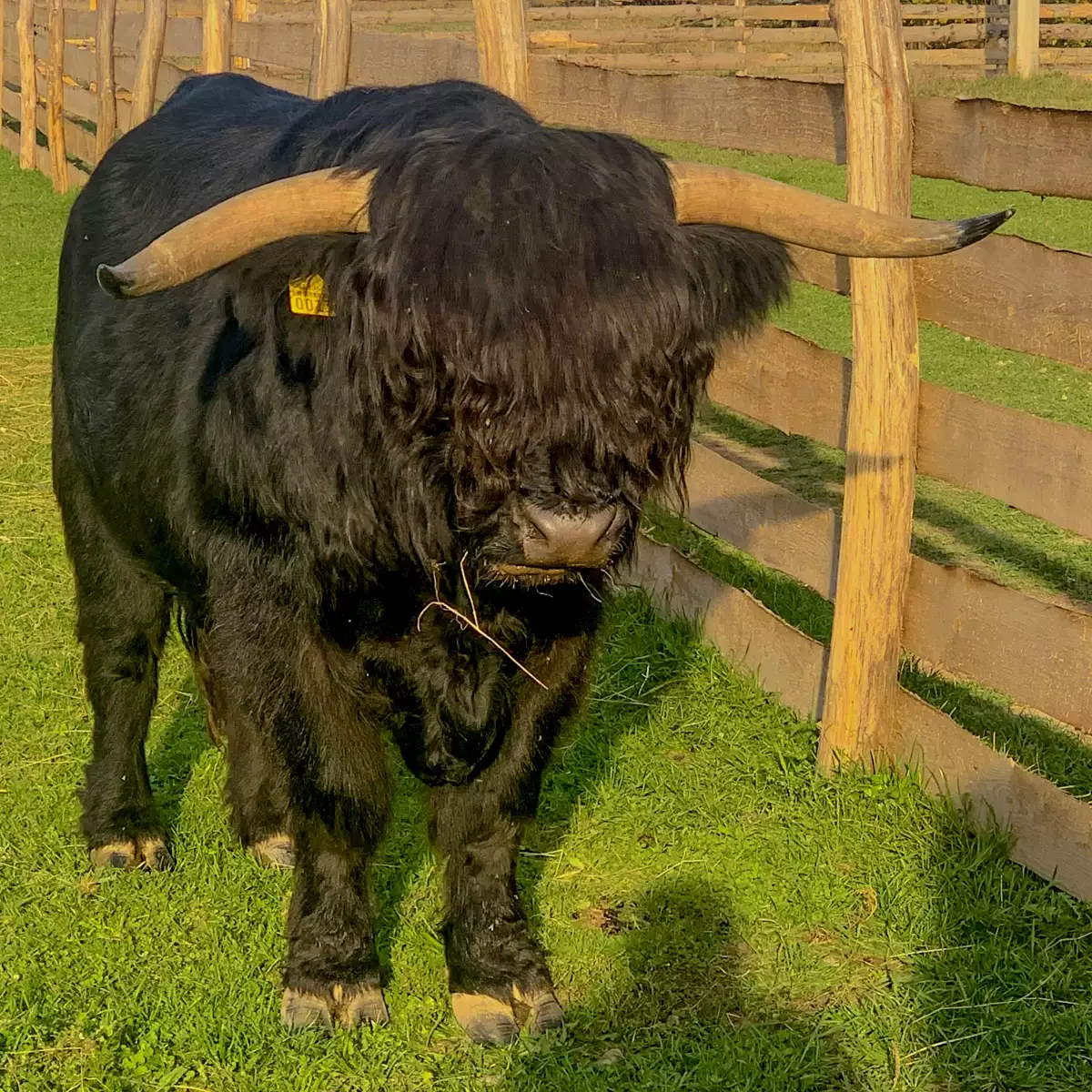 Hotel “Shepit Karpat”