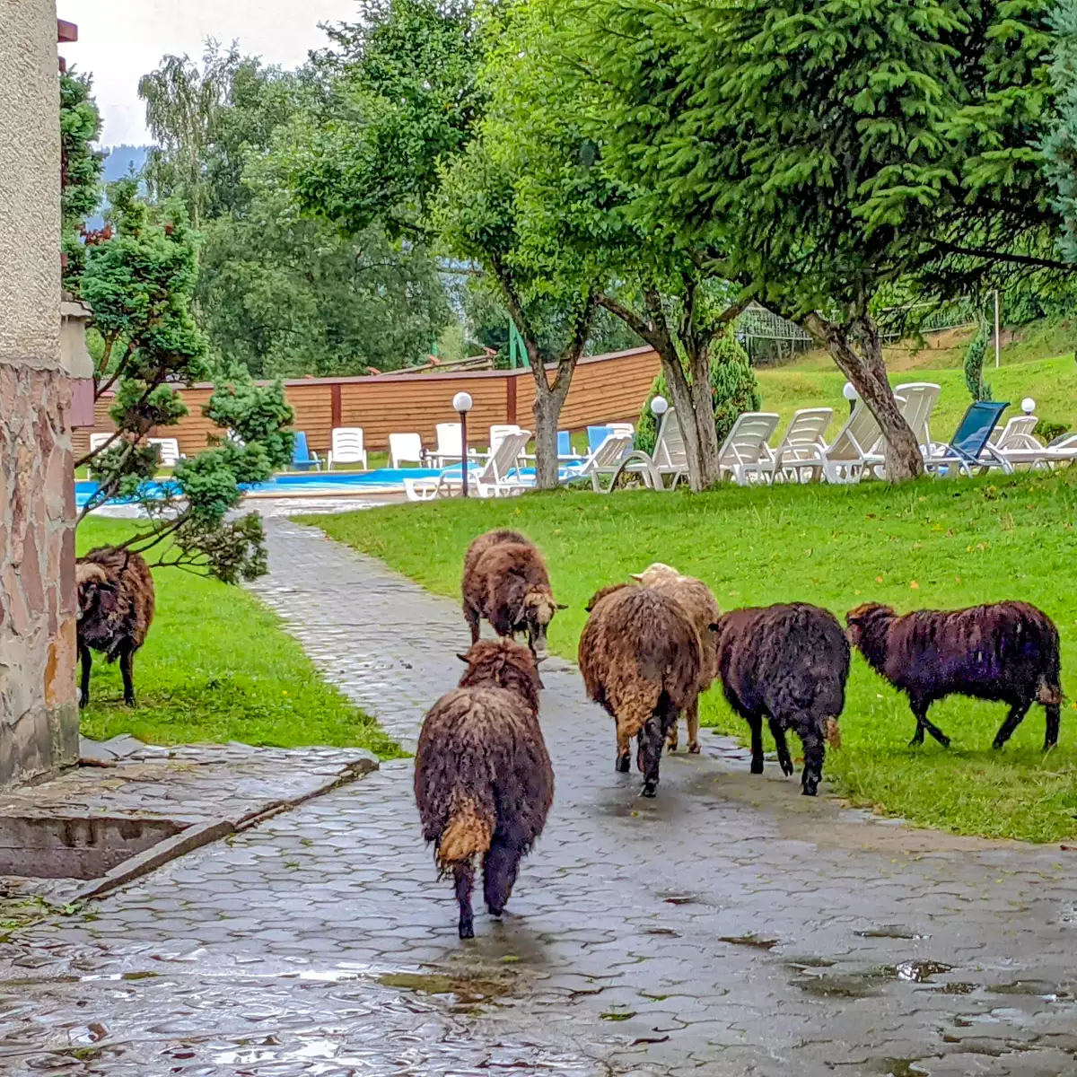 Отель «Жемчужина Карпат»
