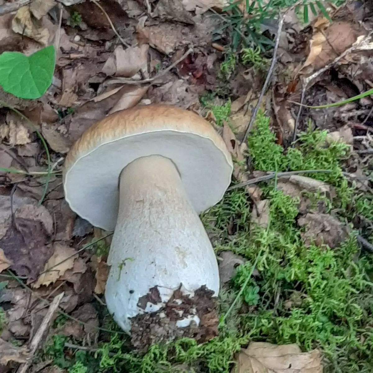 Водоспад Гуркало: збір грибів