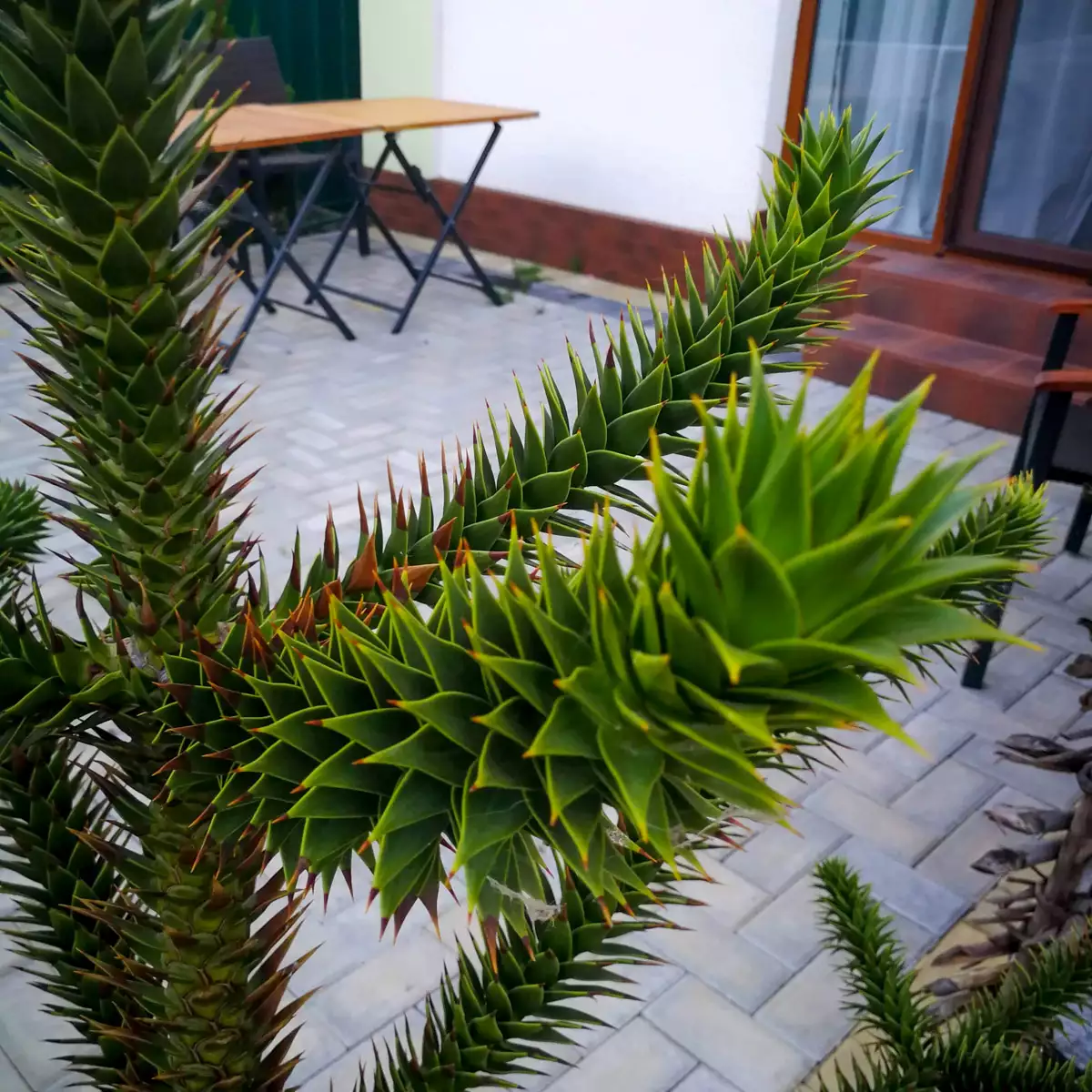 Садиба «Мапа»