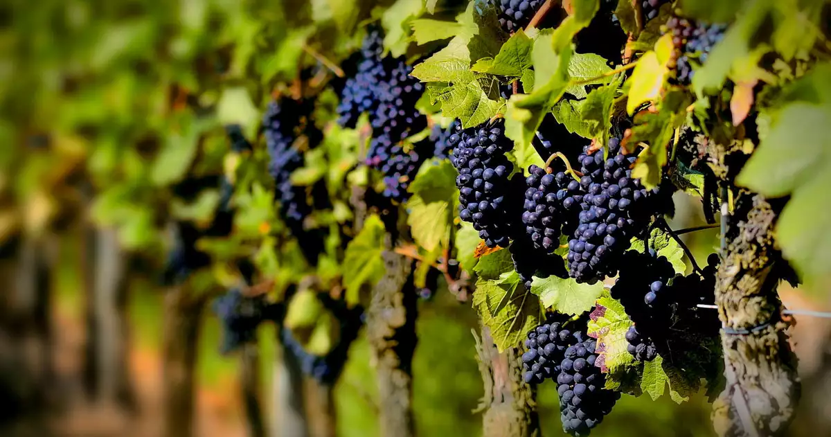 Міні-скульптура Виноградне гроно