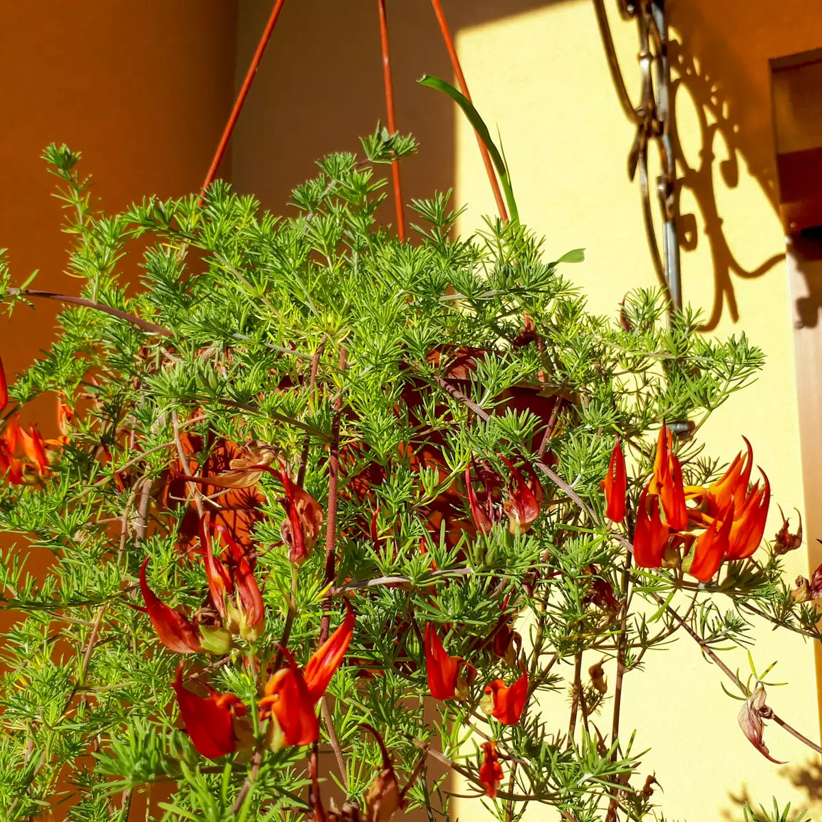 Hotel “Villa Fenix”