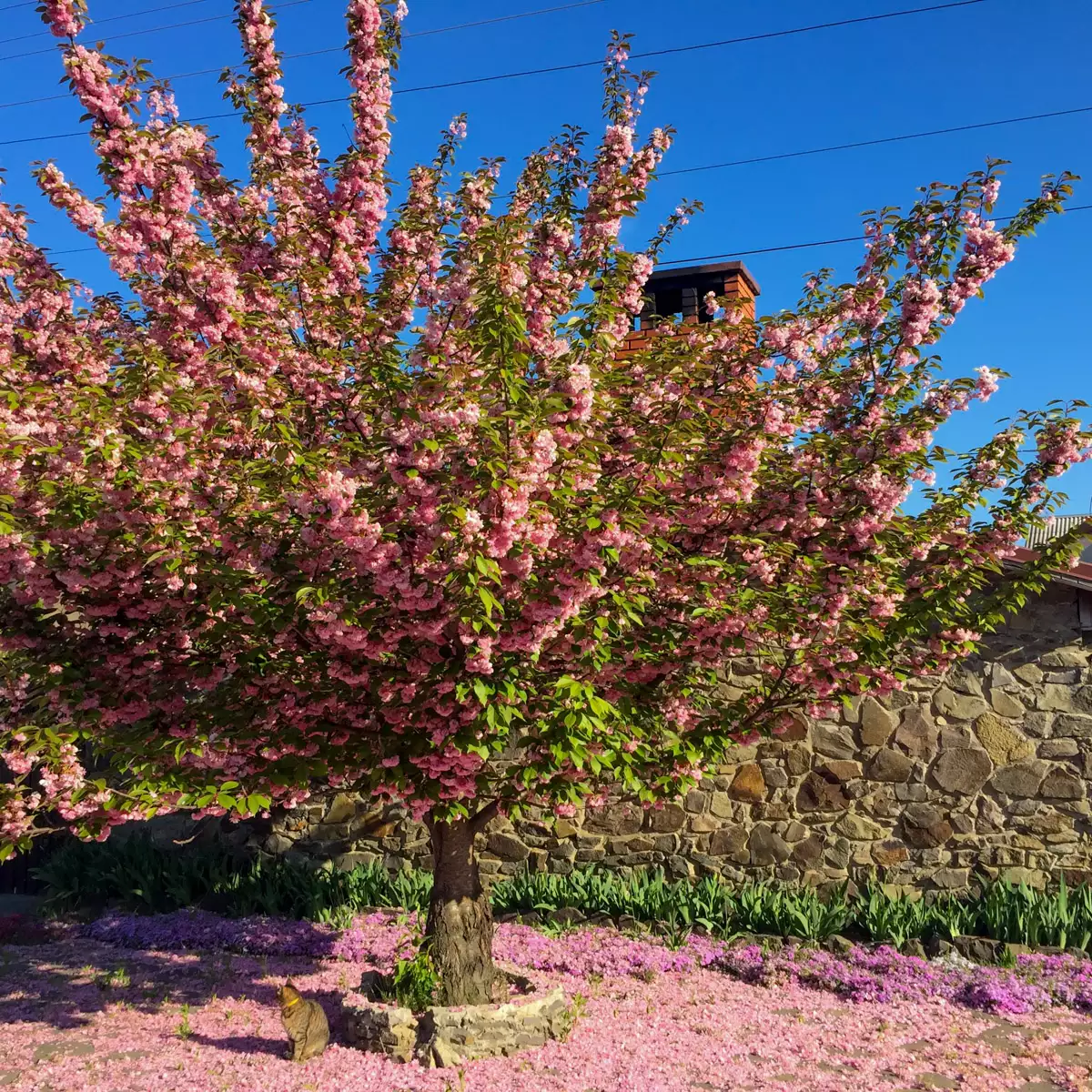 Guest house “Adonis”