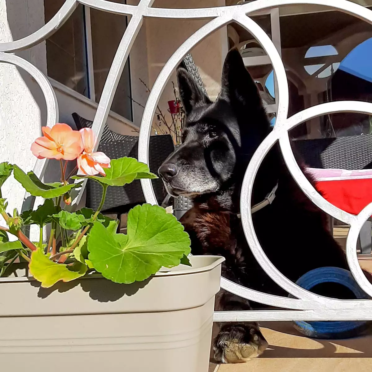 Lux Guest Hous Мukachevo