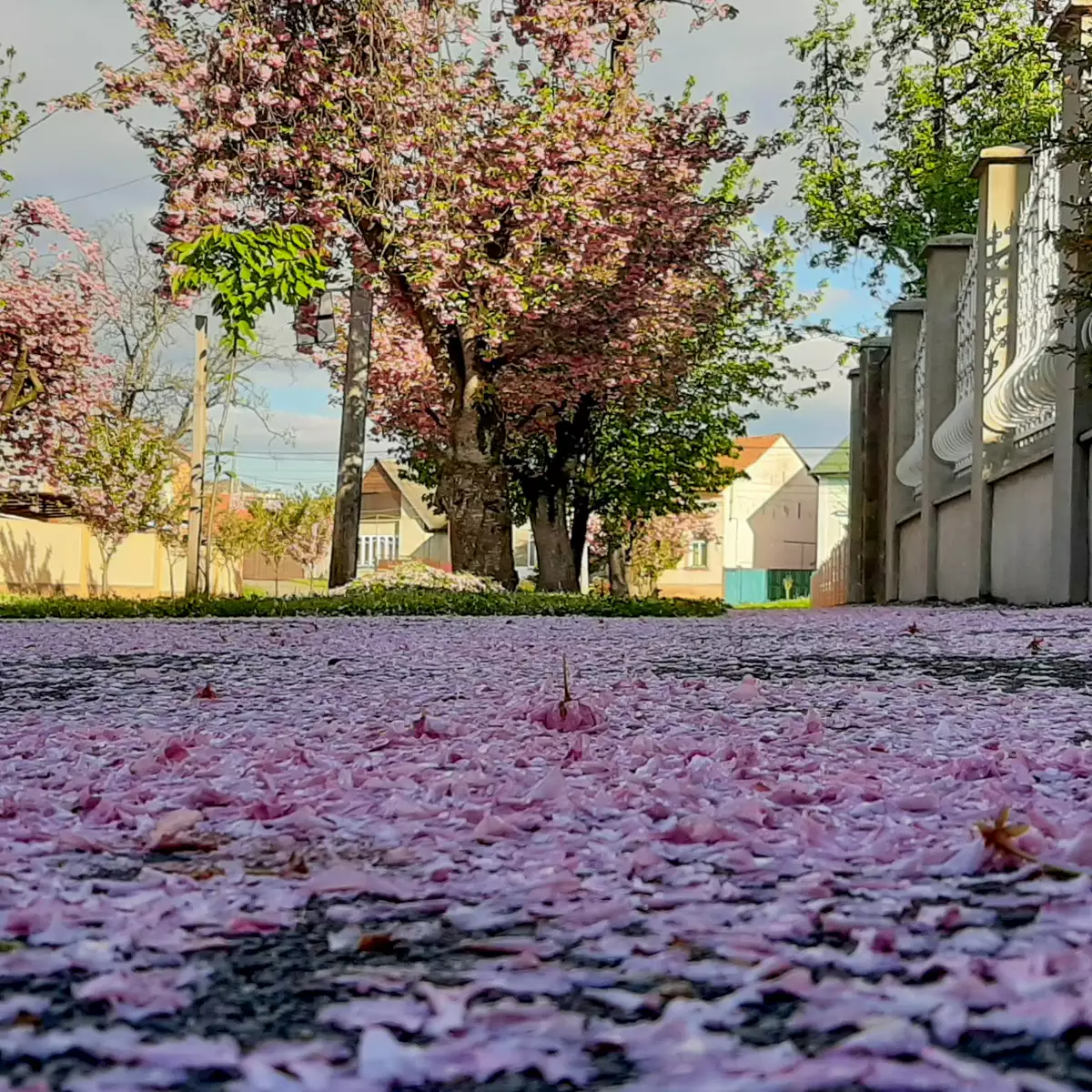 Lux Guest Hous Мukachevo