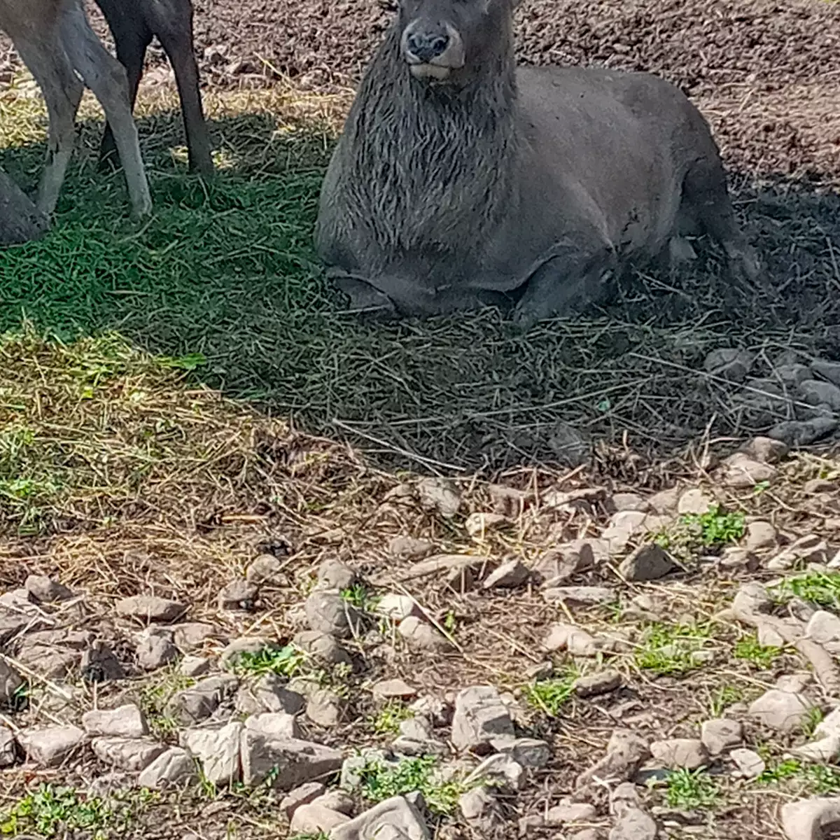 Отель «Shulc»