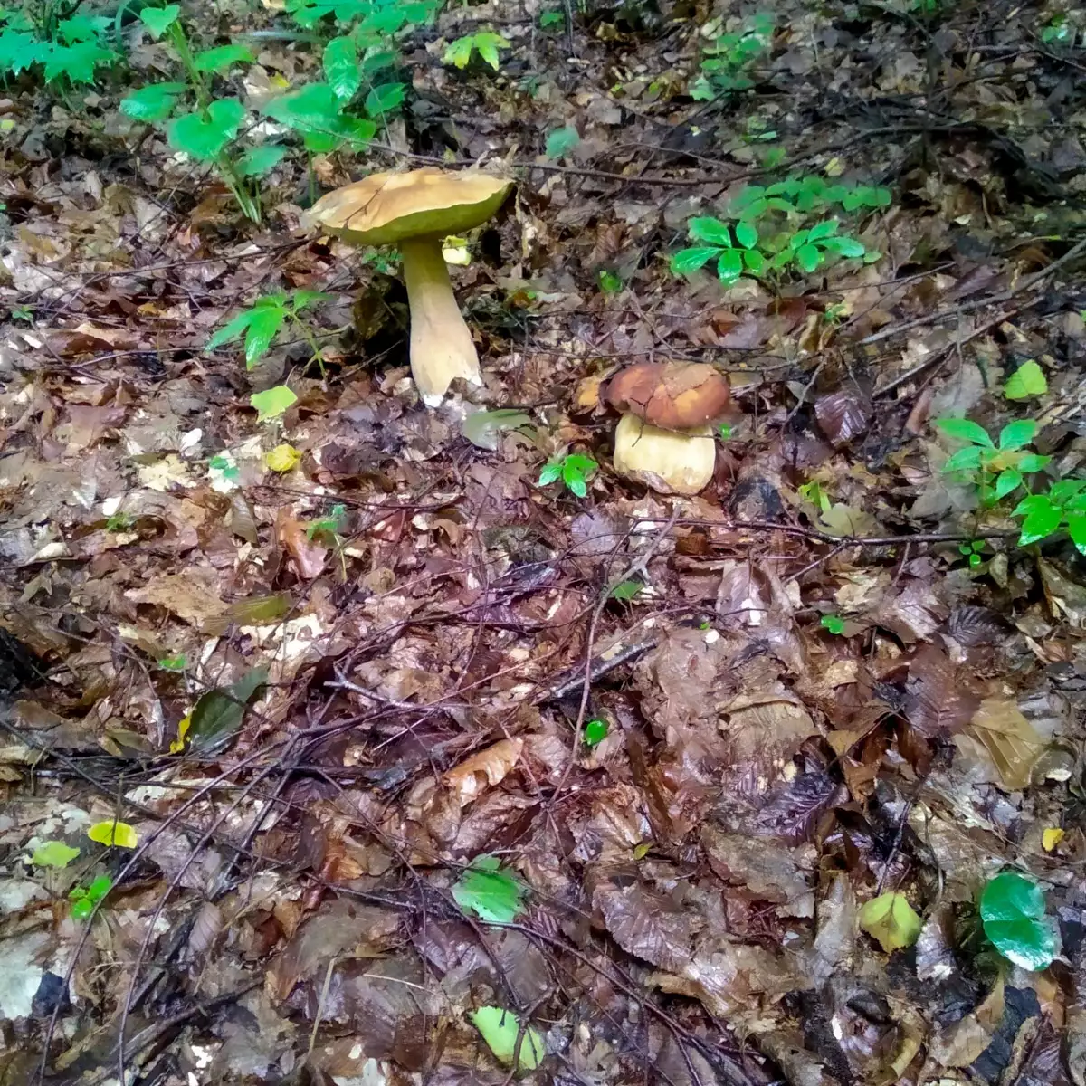 Котеджний комплекс «Білочка»