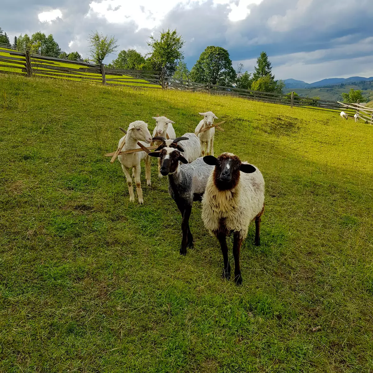 Hotel “Myslyvska Vezha”