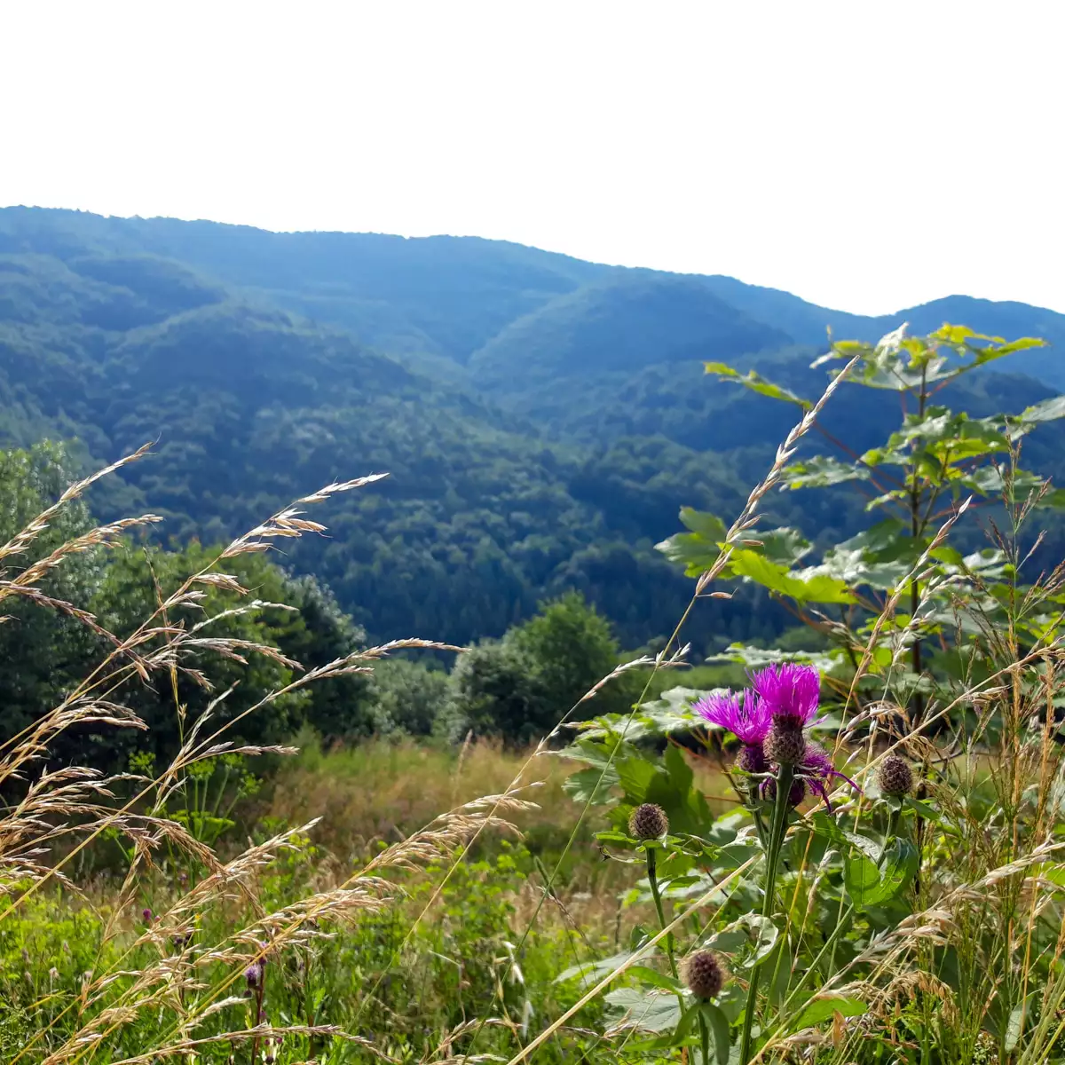 Ужоцький перевал