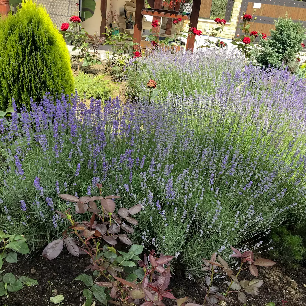 Manor “Victoria”