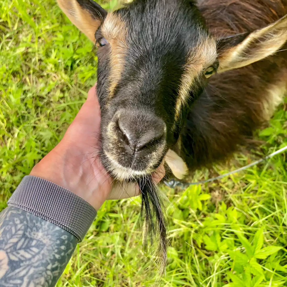 Садиба «У Петровція»