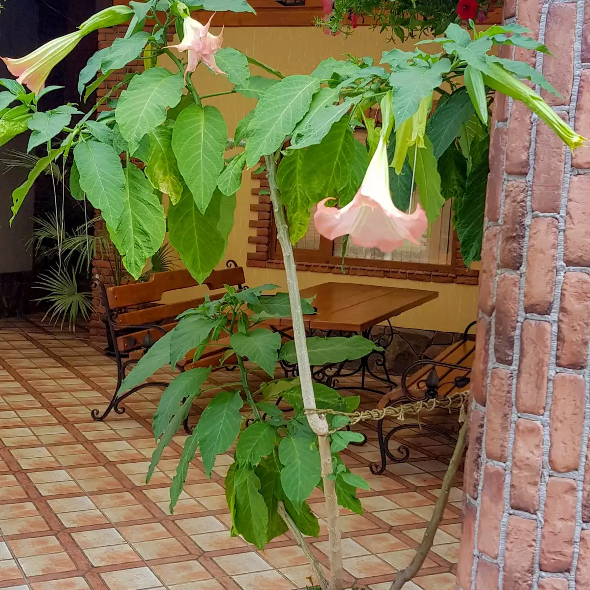 Restaurant “Korona Karpaten”