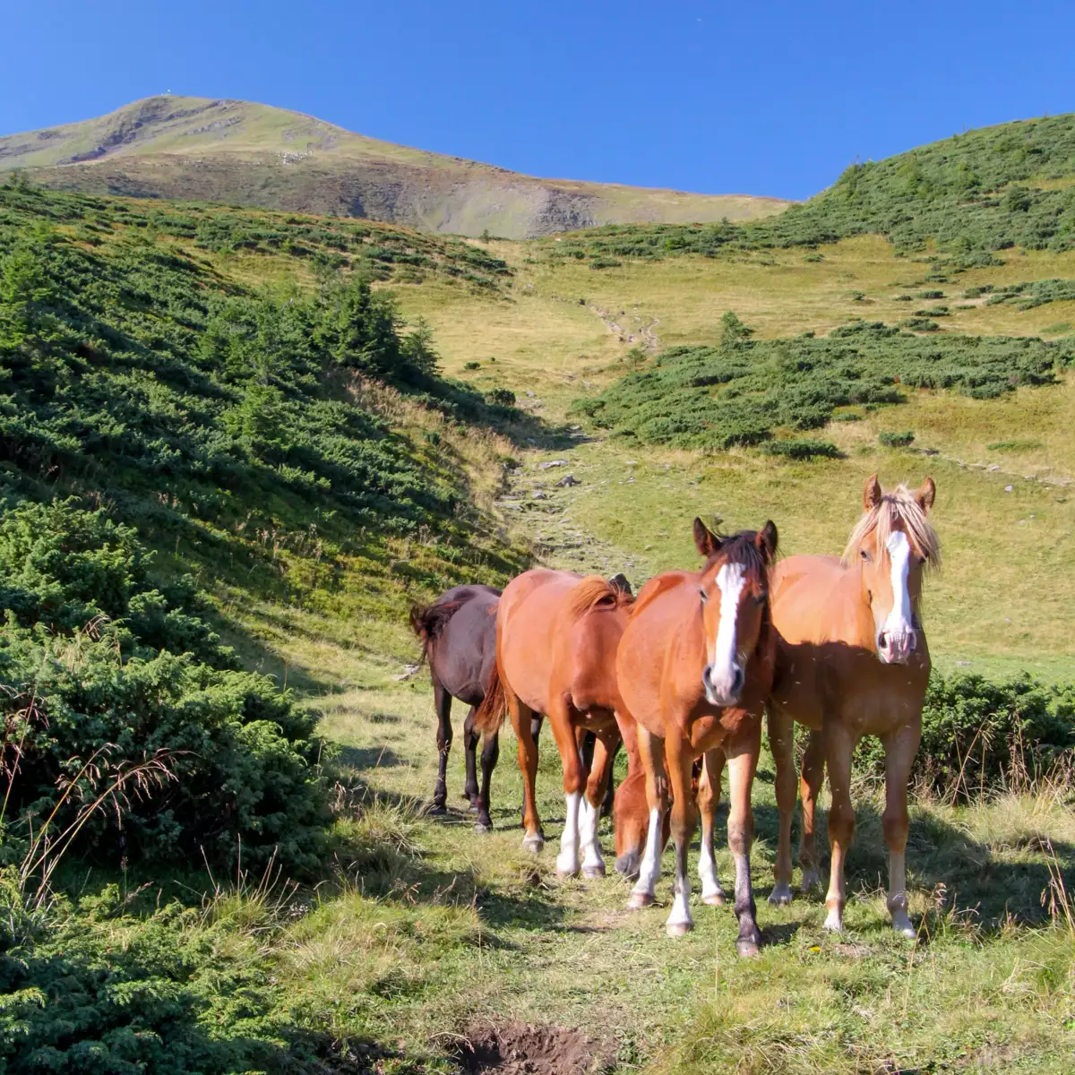 Гора Близниця